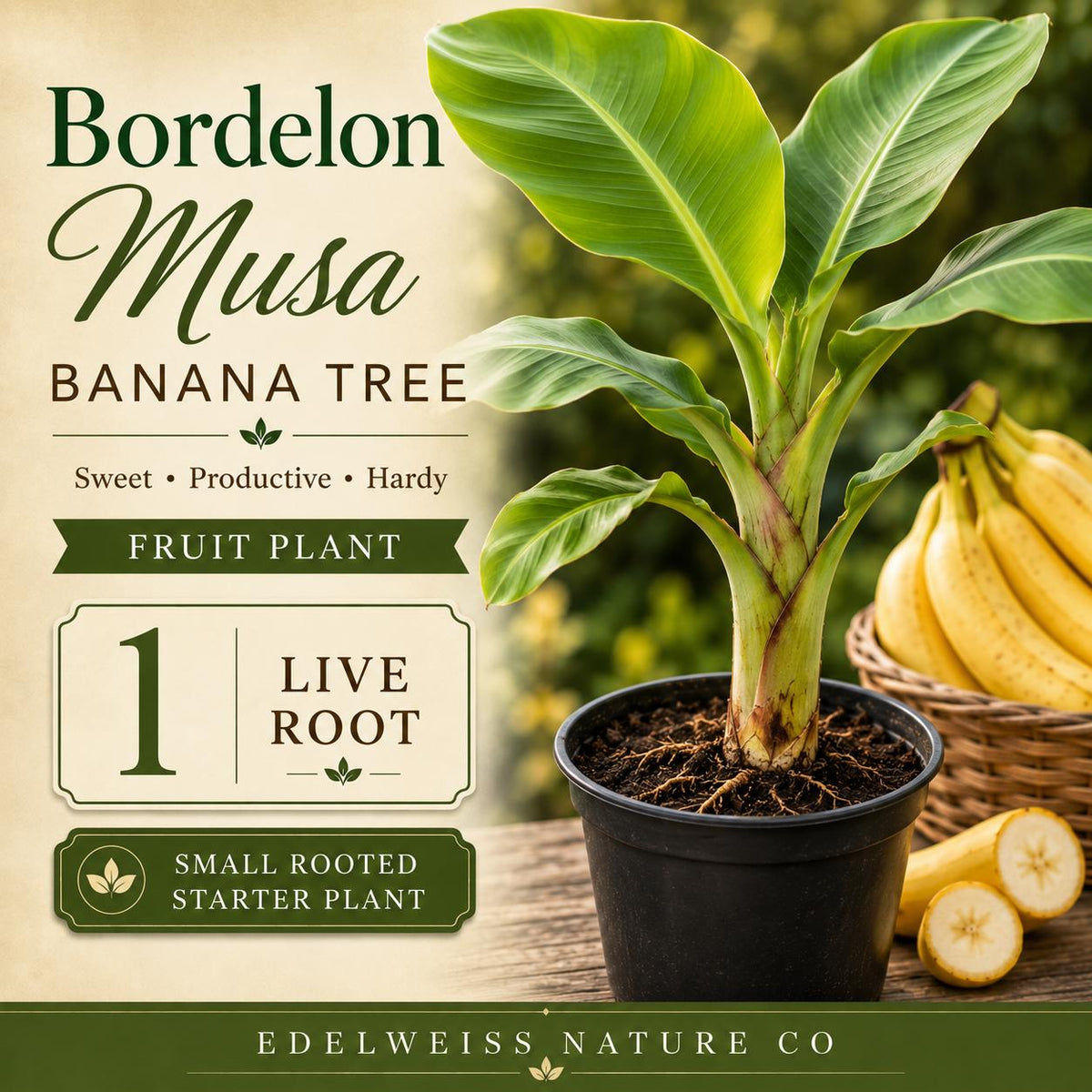 Bordelon Banana Live Root – Musa Ornamental Starter Plant for Tropical Garden