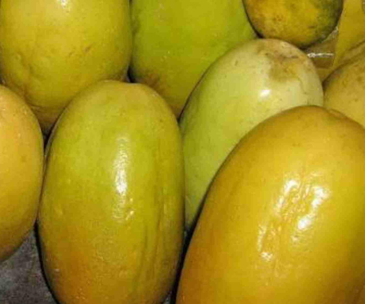 Giant Granadilla Passion Fruit Live Plants Set of 4 Tropical Vine for Indoor Outdoor Garden