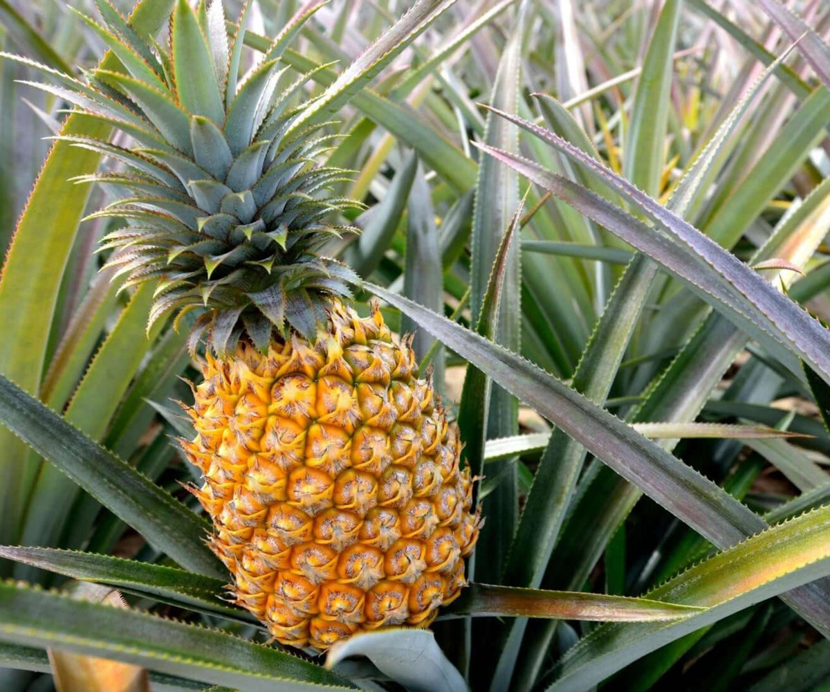 Elite Gold Pineapple Live Plants Set of 4 – Tropical Fruit for Indoor & Outdoor Garden