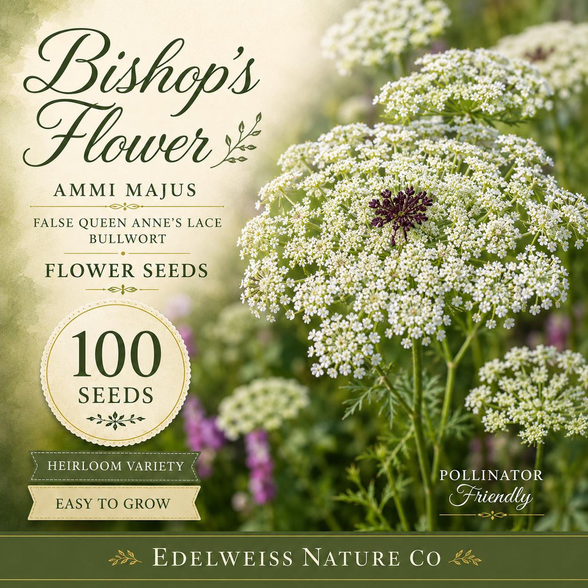 100 Heirloom Bishop's Flower Seeds – Ammi majus False Queen Anne's Lace White Blooms