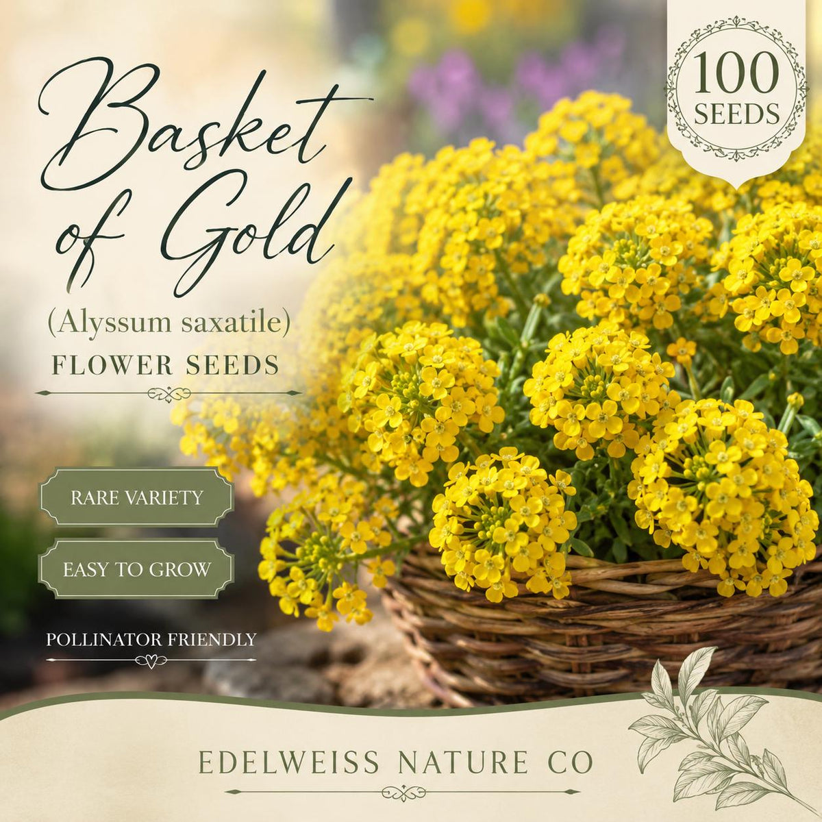 100 Basket of Gold Seeds - Heirloom Yellow Alyssum for Rock Gardens & Pollinators