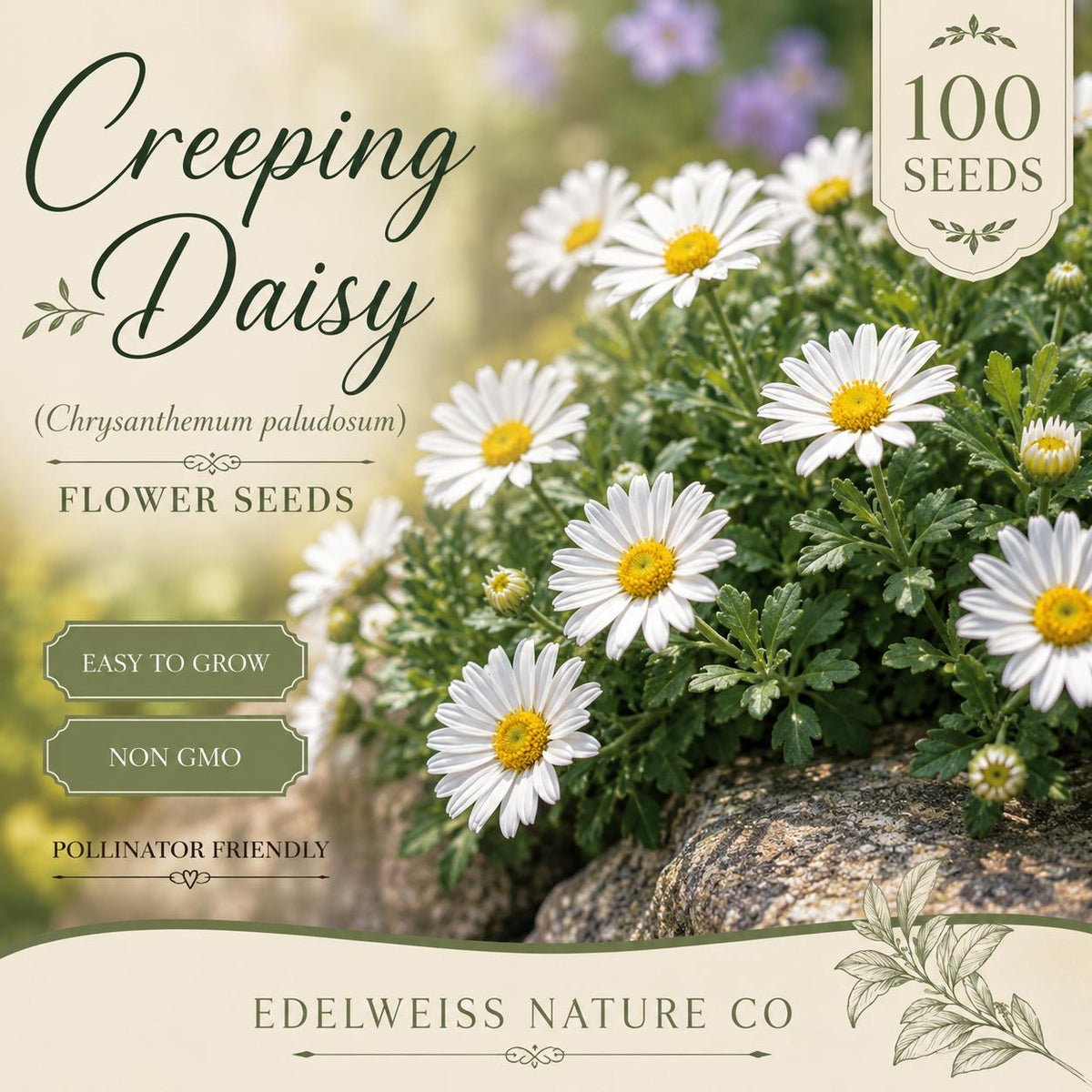 100 Creeping Daisy Seeds – Heirloom, Non-GMO White Flower for Ground Cover & Pollinators