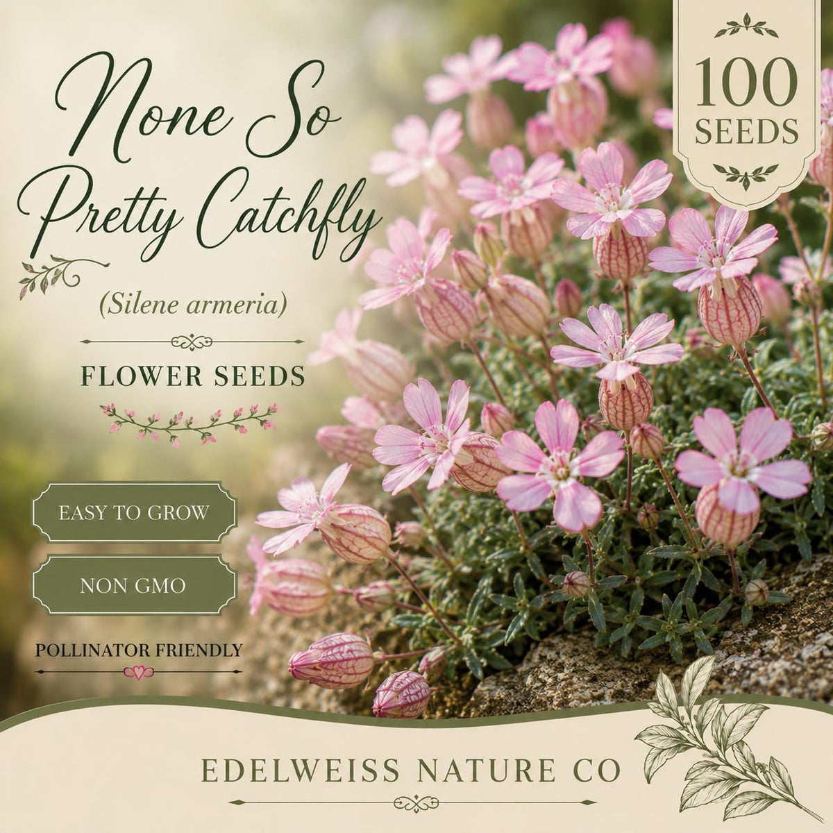 100 None So Pretty Catchfly Seeds – Heirloom Pink Wildflower for Pollinator Gardens
