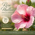 20 Rose Mallow Seeds – Heirloom Pink Hardy Hibiscus for Garden Planting
