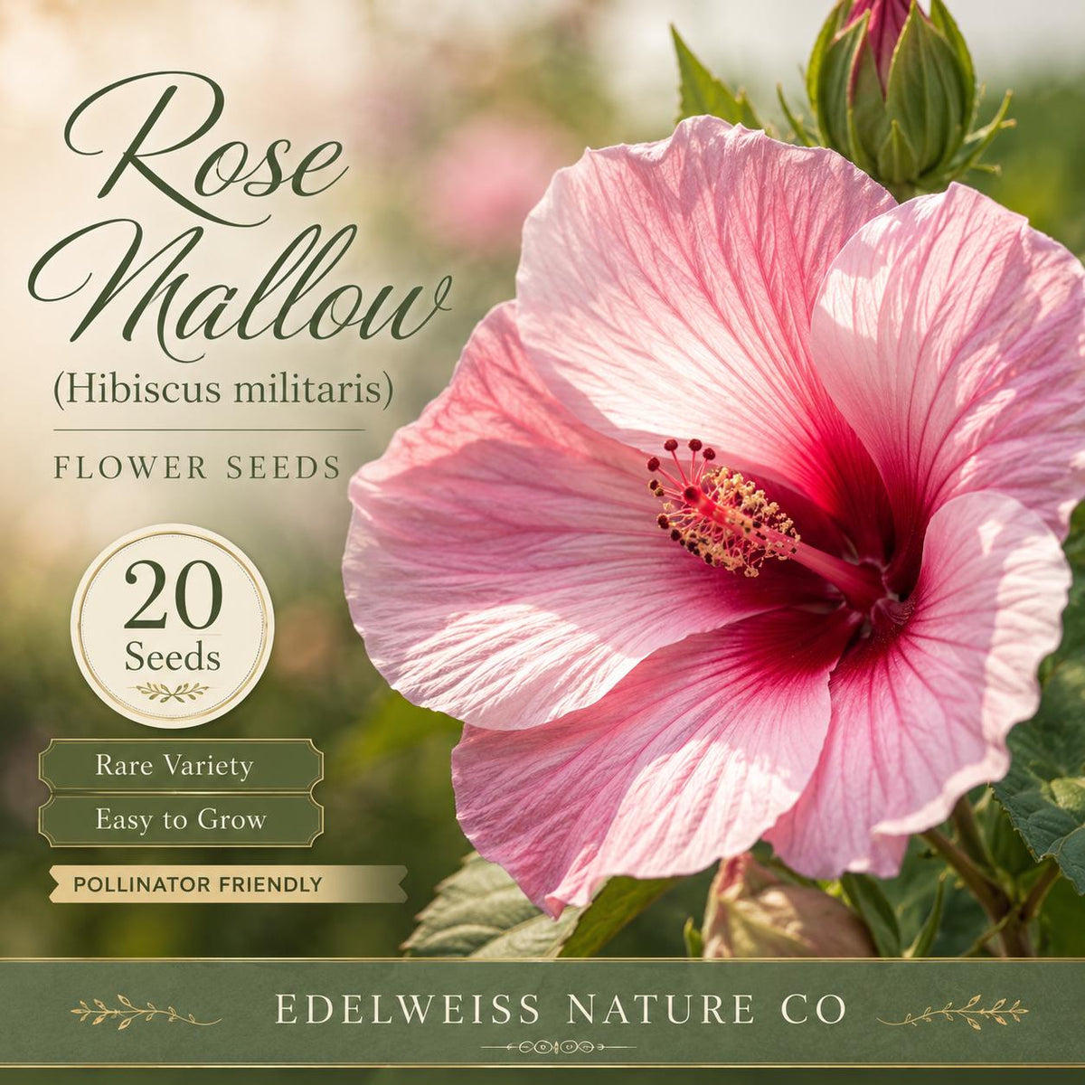 20 Rose Mallow Seeds – Heirloom Pink Hardy Hibiscus for Garden Planting