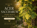 1 Sugar Maple Bare Root Tree 12-24 in Acer saccharum Shade Landscape
