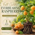 Fall Gold Raspberry Live Root – Everbearing Starter Plant for Home Garden