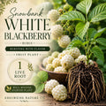 Snowbank White Blackberry Plant – Heirloom Non-GMO Berry for Home Garden