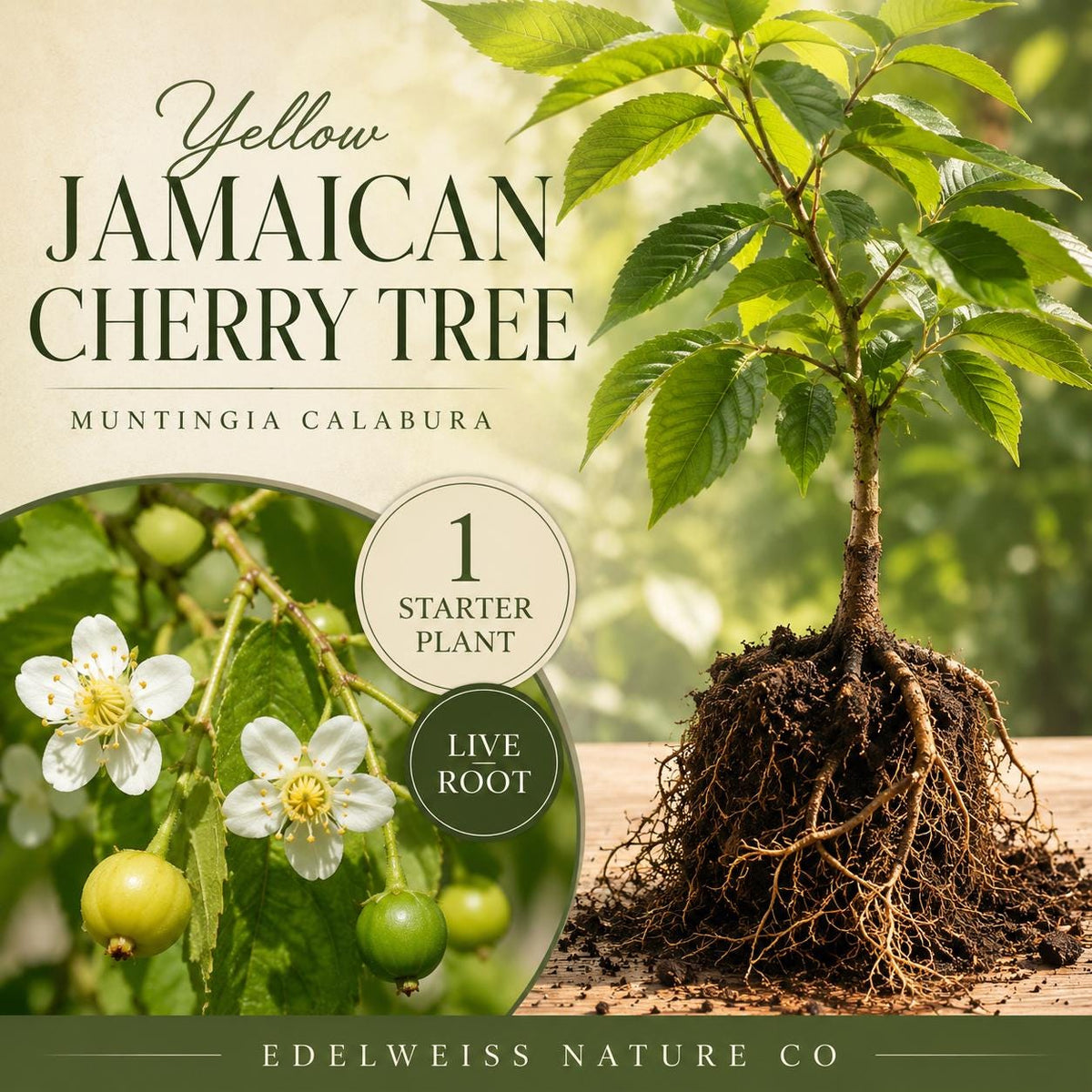 Jamaican Cherry Live Root Starter Plant – Muntingia calabura Heirloom Non-GMO