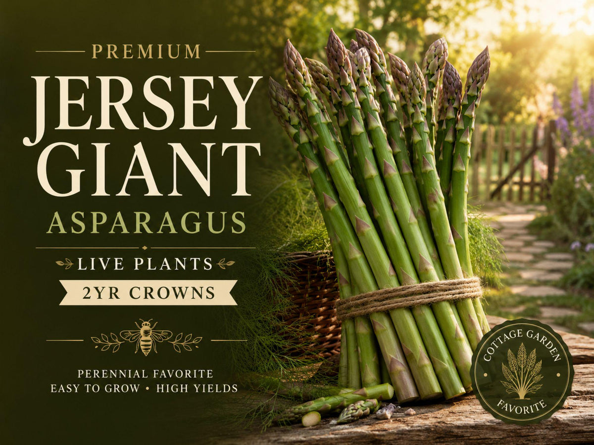 Jersey Giant Asparagus Crowns - 5 Live 2-Year Perennial Plants