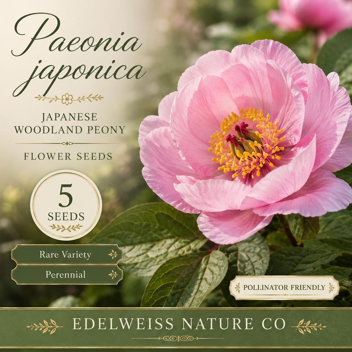 5 Japanese Woodland Peony Seeds – Heirloom Non-GMO Paeonia japonica for Shade Gardens