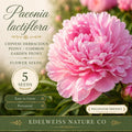 5 Chinese Peony Seeds - Heirloom Paeonia lactiflora Perennial Flower