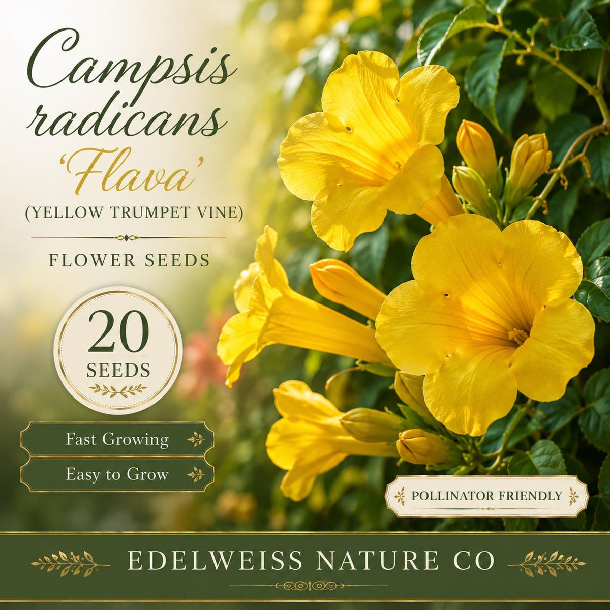 20 Yellow Trumpet Vine Seeds - Heirloom Non-GMO Climbing Flower for Gardens