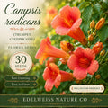 30 Trumpet Creeper Vine Seeds - Heirloom Red-Orange Climbing Flower, Pollinator Attractor