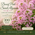 Dwarf Pink Sweet Alyssum Seeds – Fragrant Heirloom Flower for Garden Borders (100 Seeds)