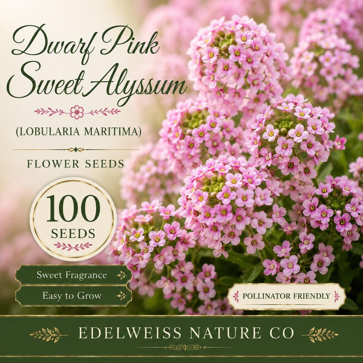 Dwarf Pink Sweet Alyssum Seeds – Fragrant Heirloom Flower for Garden Borders (100 Seeds)