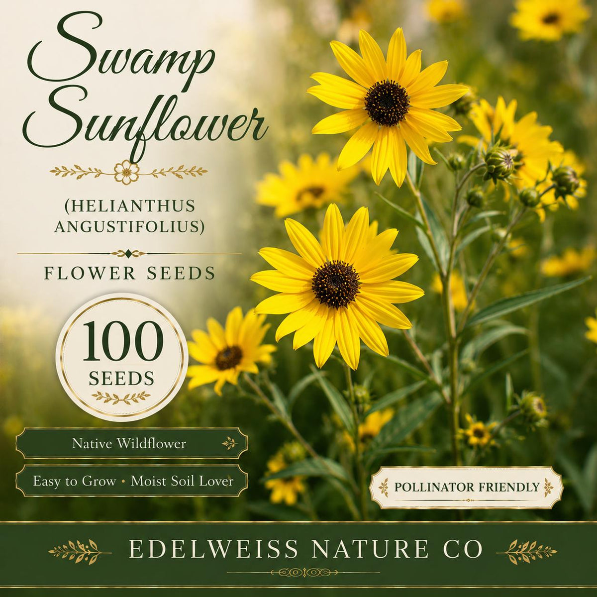 100 Swamp Sunflower Seeds – Tall Native Heirloom Flower for Garden Planting