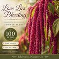 100 Love Lies Bleeding Seeds, Amaranthus Caudatus Heirloom Ornamental Flower for Garden Planting