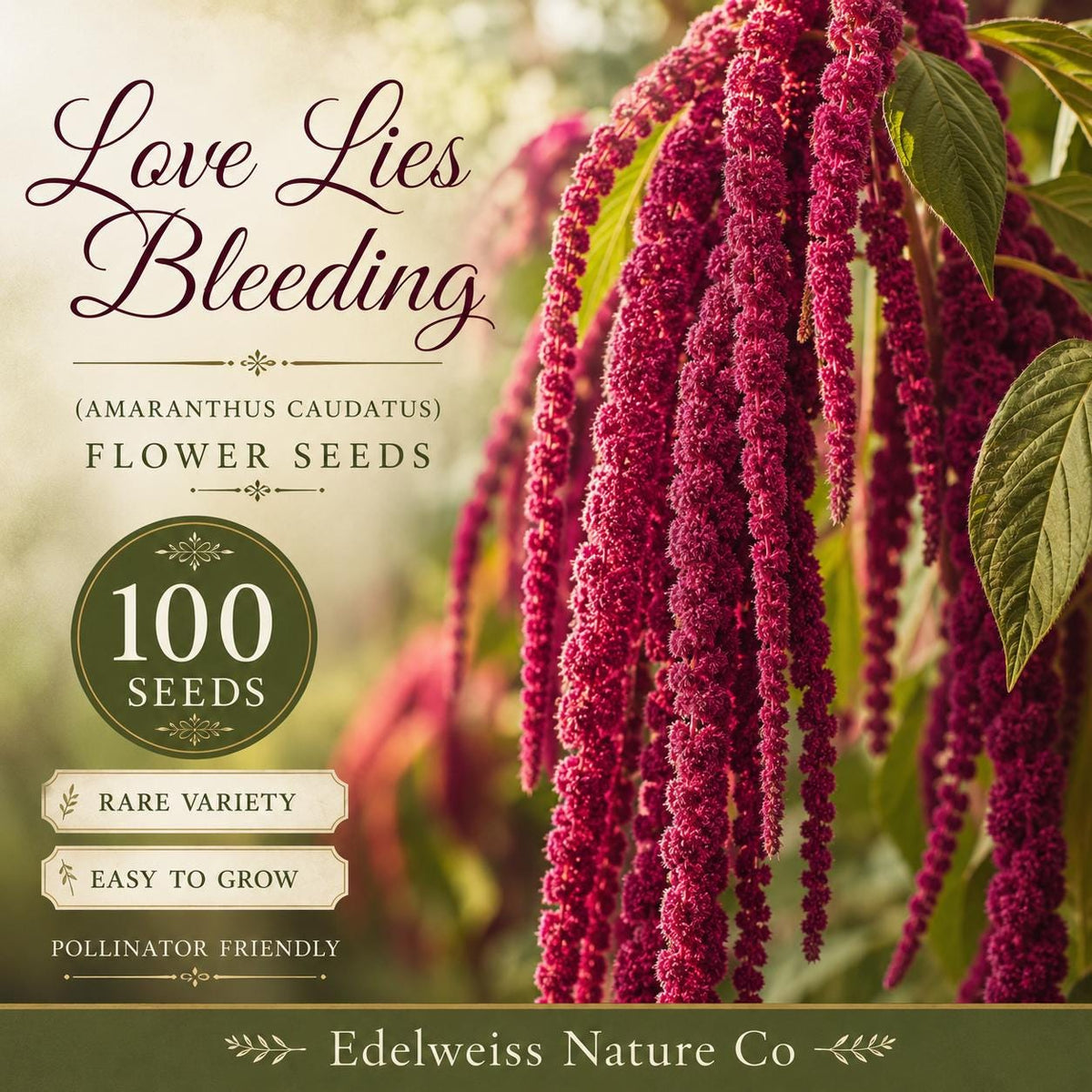 100 Love Lies Bleeding Seeds, Amaranthus Caudatus Heirloom Ornamental Flower for Garden Planting