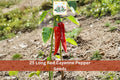 25 Seeds Long Red Cayenne Pepper Hot Chili Vegetable Garden Planting