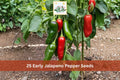 25 Seeds Early Jalapeno Pepper