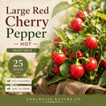 Large Red Cherry Hot Pepper Seeds – Heirloom Non-GMO (25 Seeds)