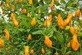 10 Seeds Trinidad Perfume Pepper Capsicum chinense Sweet Mild