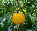 Ross Sapote Canistel Cuttings – Rare Tropical Fruit Tree, Fresh Rooting Variety