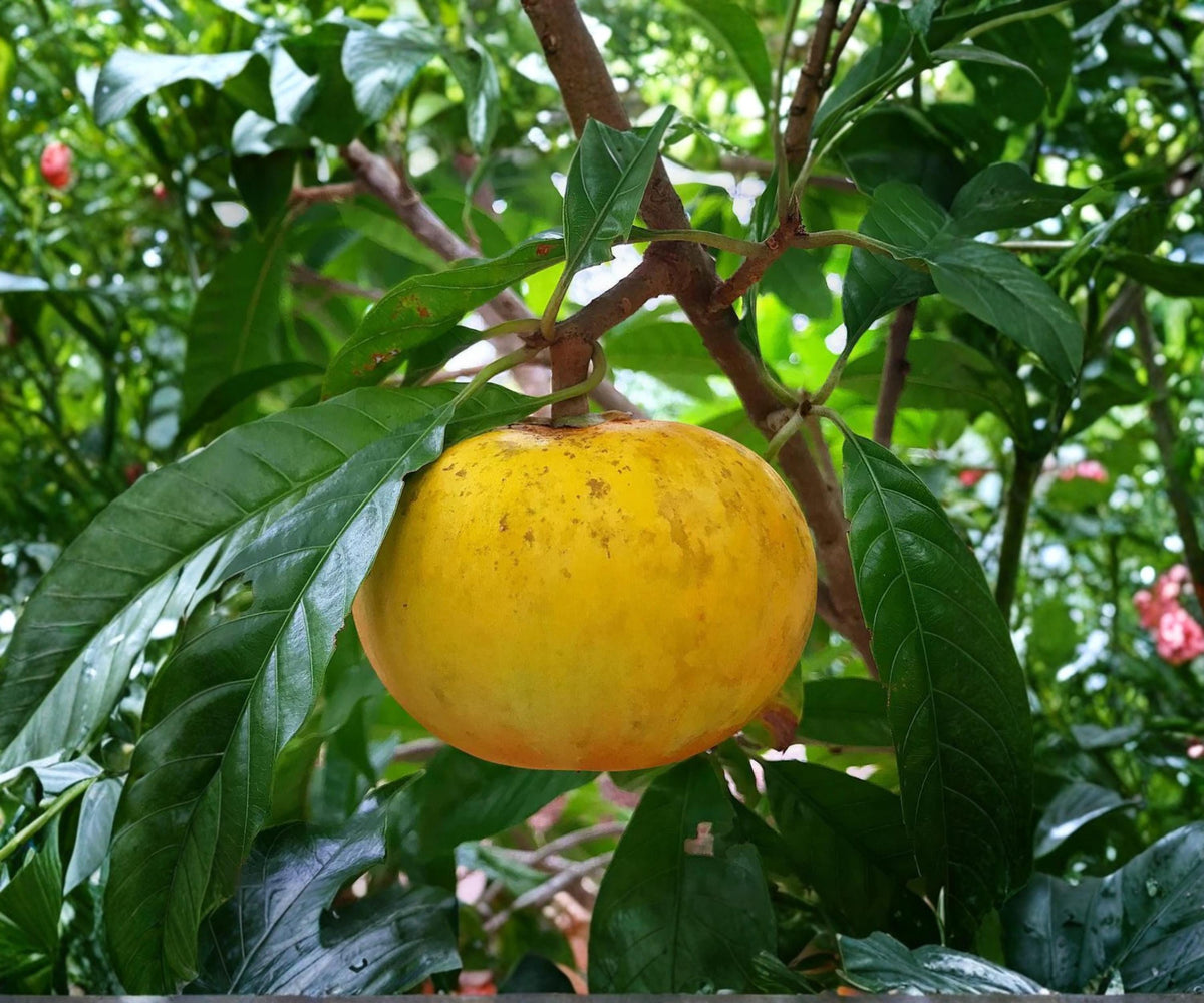 Ross Sapote Canistel Cuttings – Rare Tropical Fruit Tree, Fresh Rooting Variety
