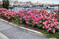 Flower Carpet Pink Rose 3 Cuttings - Rosa hybrid