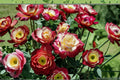 Double Delight Rose 3 Cuttings - Rosa hybrid