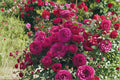 Celestial Night Rose 3 Cuttings – Rosa hybrid Live Plant Cuttings for Propagation