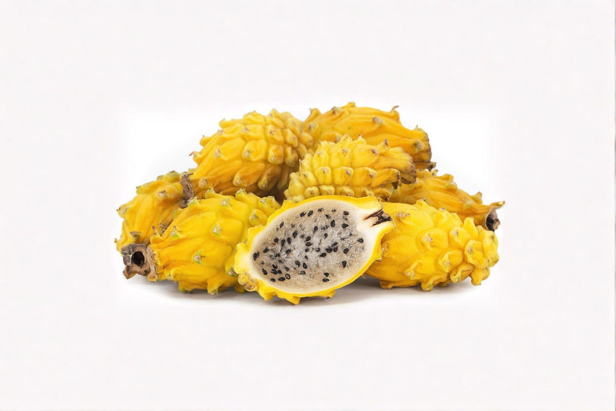 1 Yellow Dragon Fruit Plant – Selenicereus megalanthus