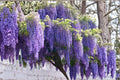 Japanese Wisteria Cuttings – 5 Wisteria floribunda Cuttings for Planting