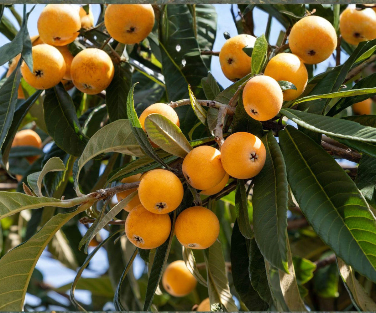 Live Loquat Seedling Pair - Japanese Fruit Trees, Fast Growing Evergreen Garden Plants