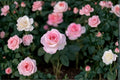 Pink Promise Rose 3 Cuttings - Rosa hybrid Live Plant Cuttings for Propagation