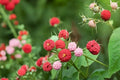 50 Seeds Thimbleberry Rubus parviflorus Native Shrub Edible Berry