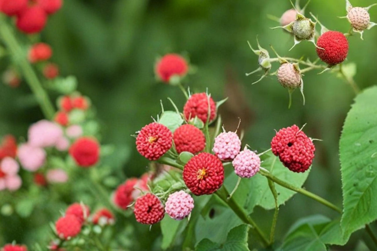 50 Seeds Thimbleberry Rubus parviflorus Native Shrub Edible Berry