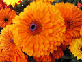 100 Calendula Pacific Beauty Orange Seeds Heirloom Flower