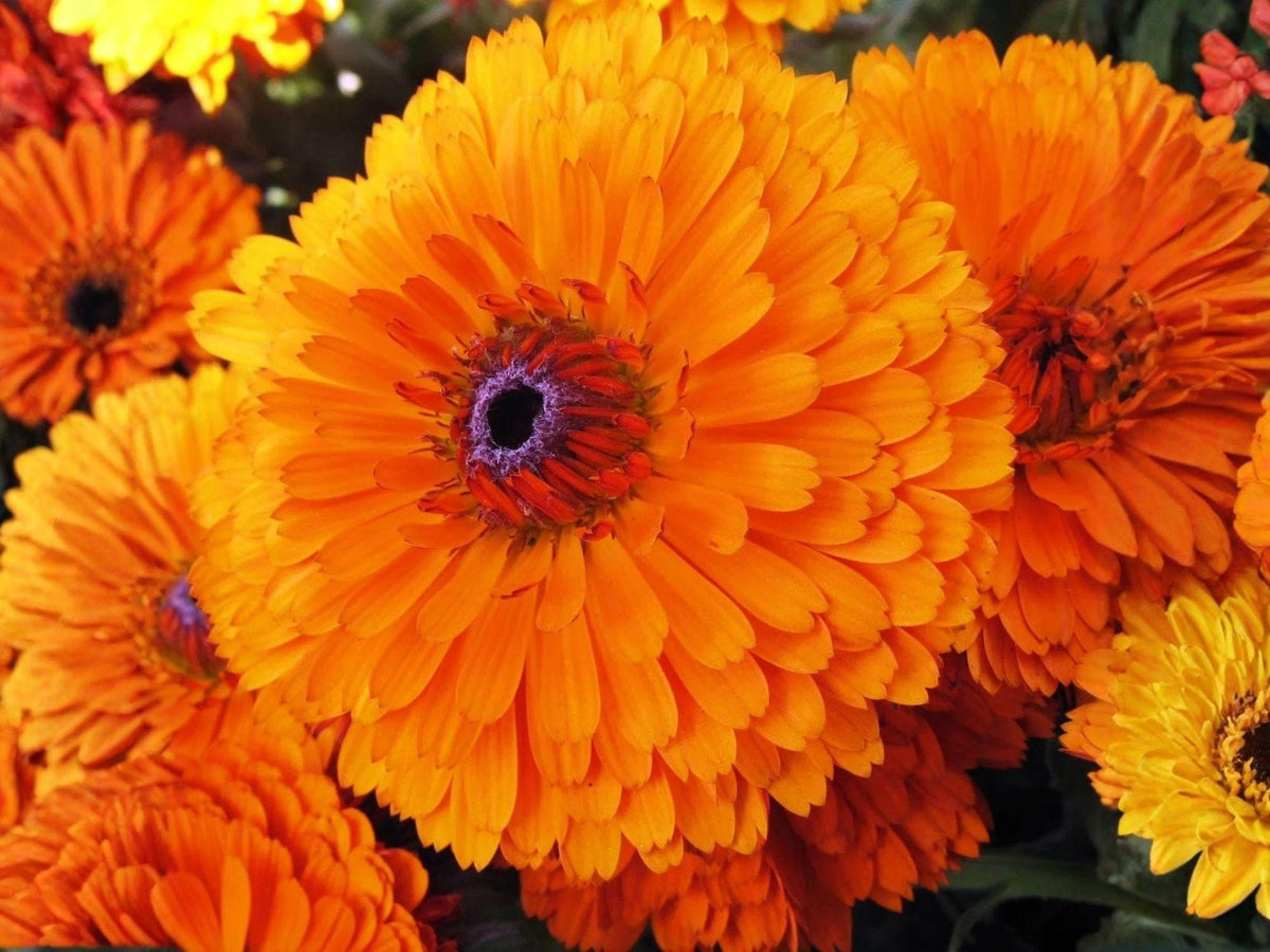100 Calendula Pacific Beauty Orange Seeds Heirloom Flower