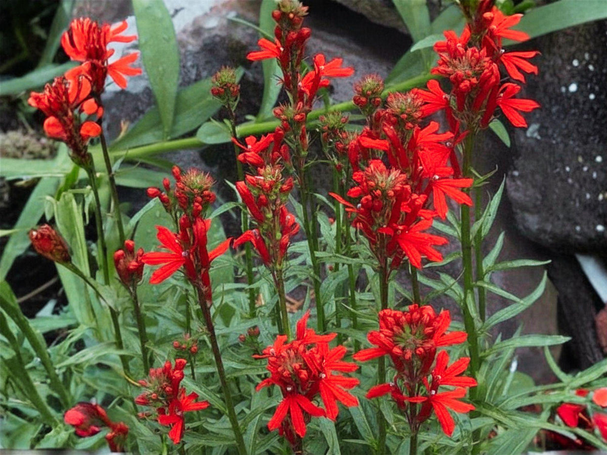 100 Cardinal Flower Seeds Lobelia cardinalis Native Red Wildflower Pollinator Garden