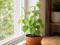 1 Issai Hardy Kiwi Plant 3-4 in Starter Self-Fertile Vine for Edible Fruit