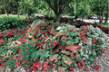 1 Caladium Bulb Mixed Fancy Color Tropical Foliage Plant