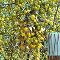 4 Cuttings Sour Jujube Ziziphus jujuba Hardy Fruiting Tree