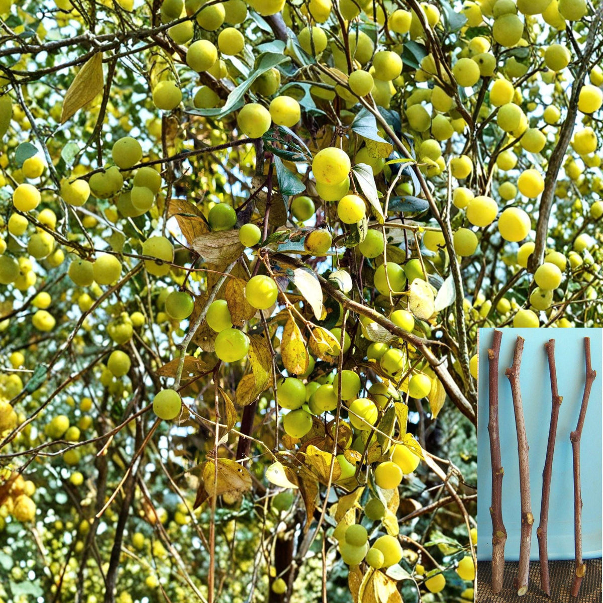 4 Cuttings Sour Jujube Ziziphus jujuba Hardy Fruiting Tree