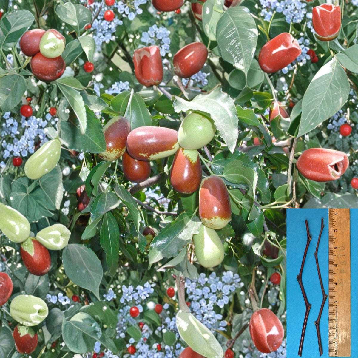 2 Lang Jujube Plant Cuttings Ziziphus jujuba Easy to Grow Sweet Fruit Tree