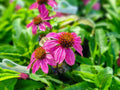 100 Seeds Purple Coneflower Echinacea purpurea Native Perennial Wildflower Pollinator Garden