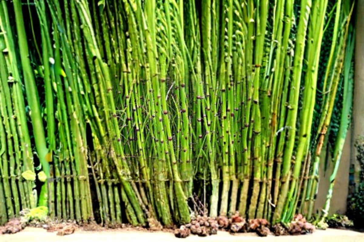 1 Cutting Horsetail Plant Equisetum hyemale Live Cut Stems for Water Gardens and Container Displays