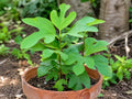 Sassafras Tree 1 Bare Root Plant 12-24 Inches Sassafras albidum Native Fall Color