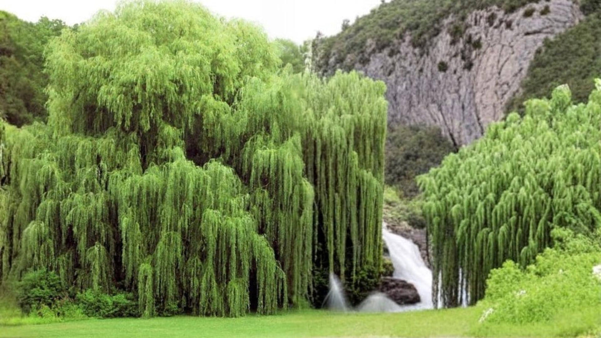 1 Cutting Australian Willow Salix matsudana